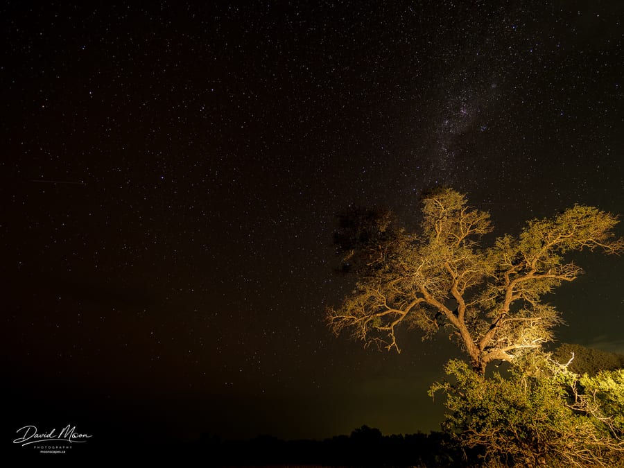 Milky Way and Acacia