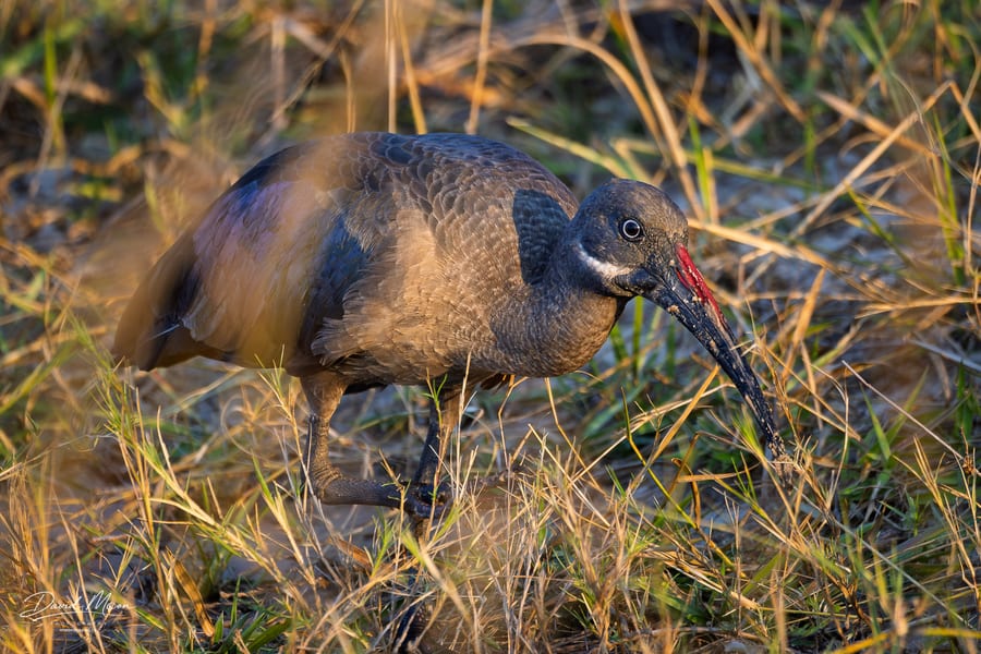 Hadada Ibis