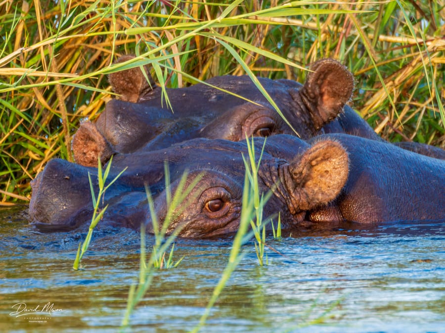 Hippos in the River