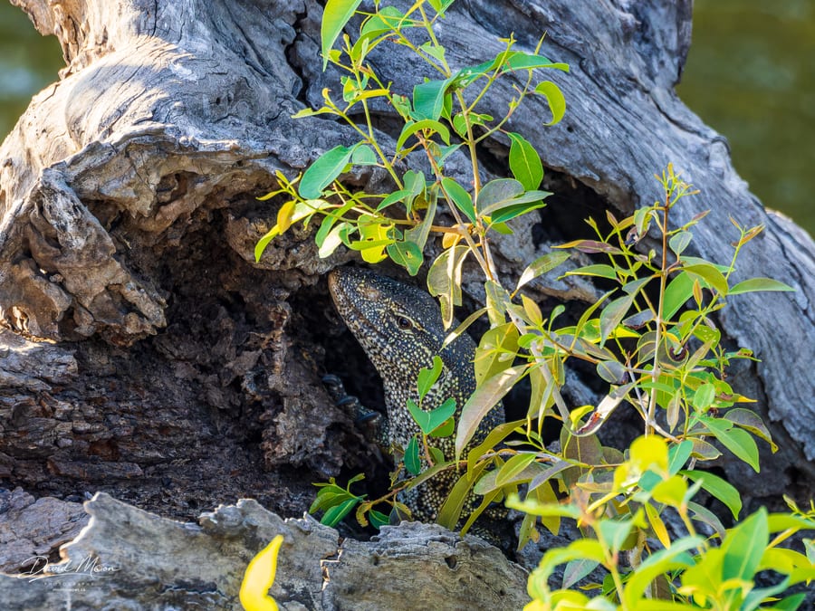 Nile Monitor in a Tree Hollow