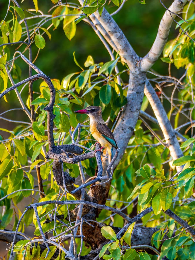 Brown-hooded Kingfisher