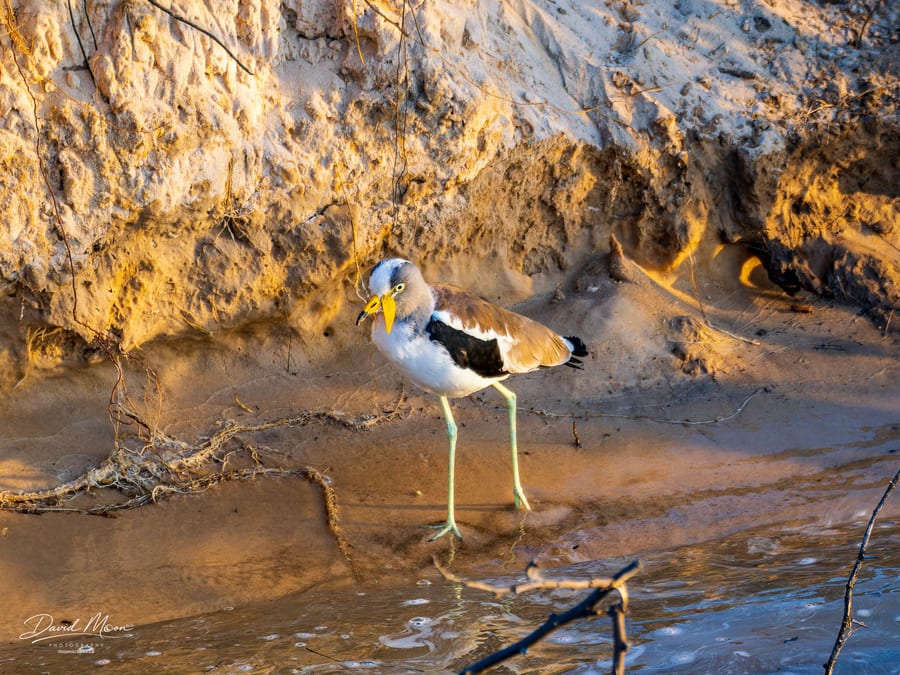 African Wattled Lapwing