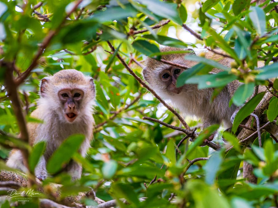 Vervet Monkeys in the Canopy