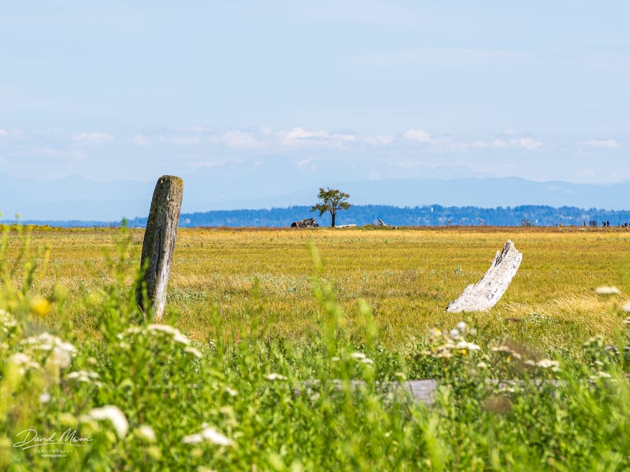 Lone Tree on the Coastal Plain