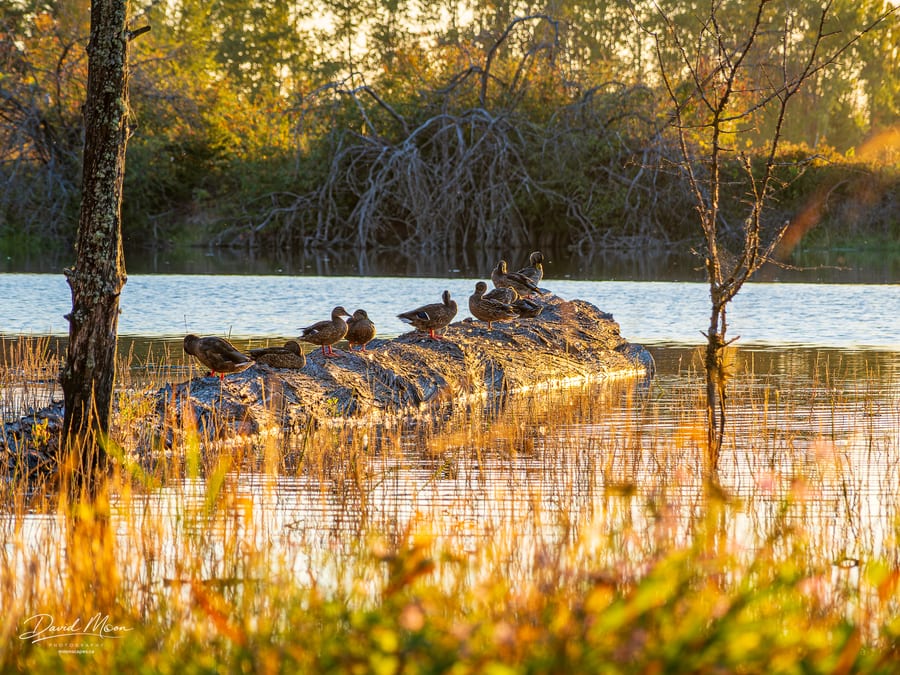Ducks in the Evening Light