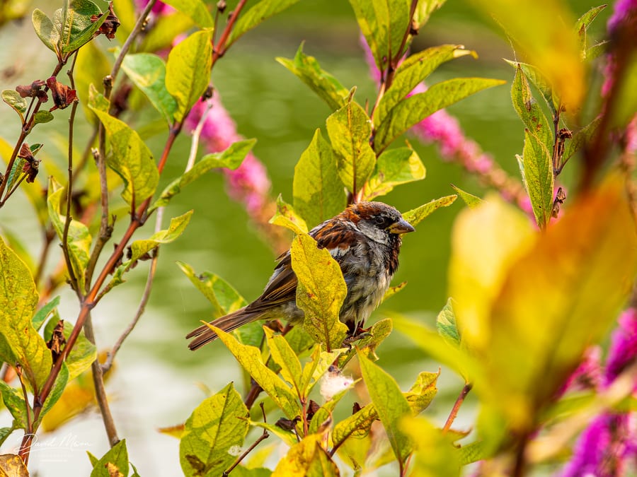 House Sparrow Among the Leaves