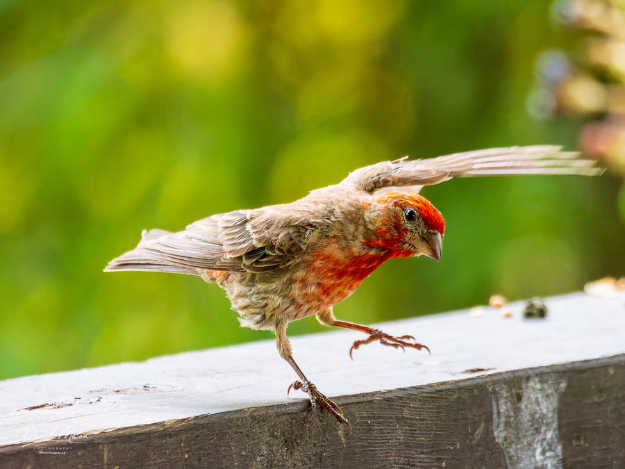 Male House Finch Landing