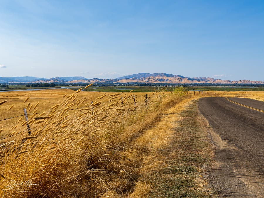 Road Through the Golden Grasslands