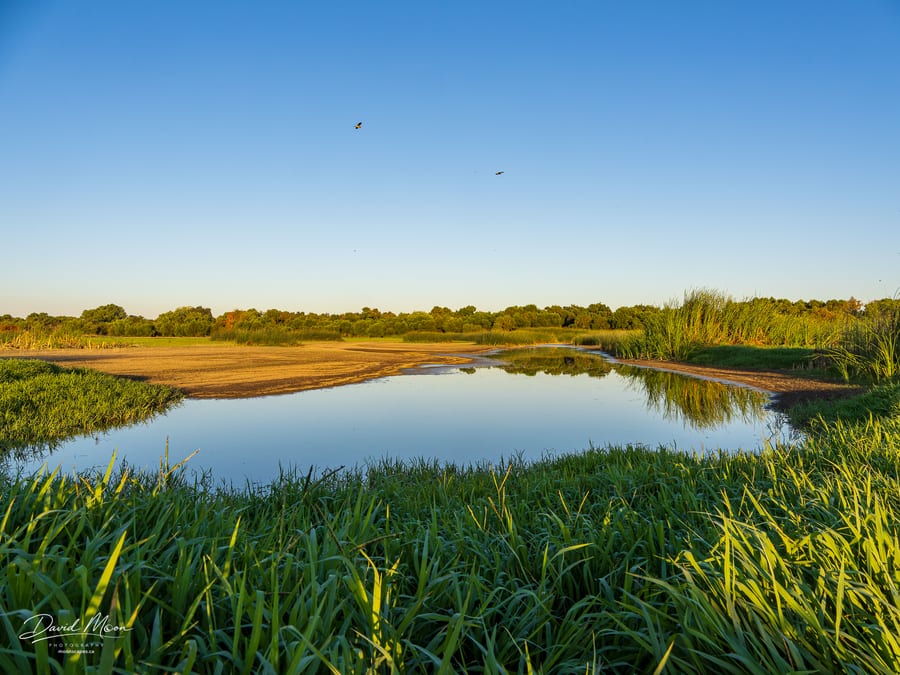 Marsh at Golden Hour