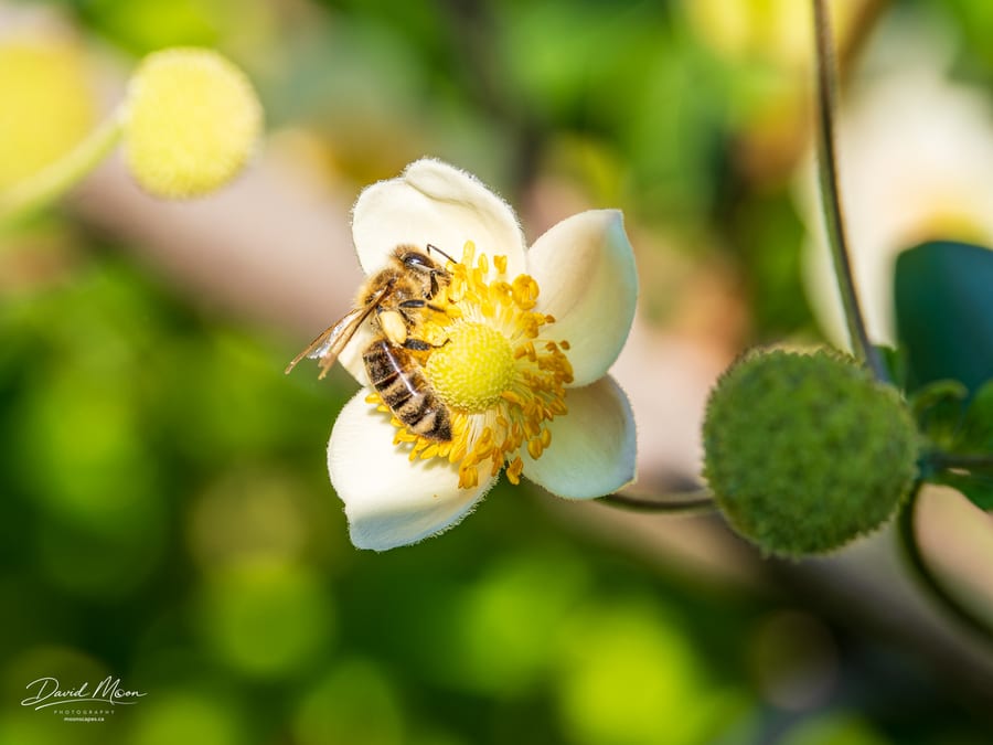 Honey Bee on a White Flower