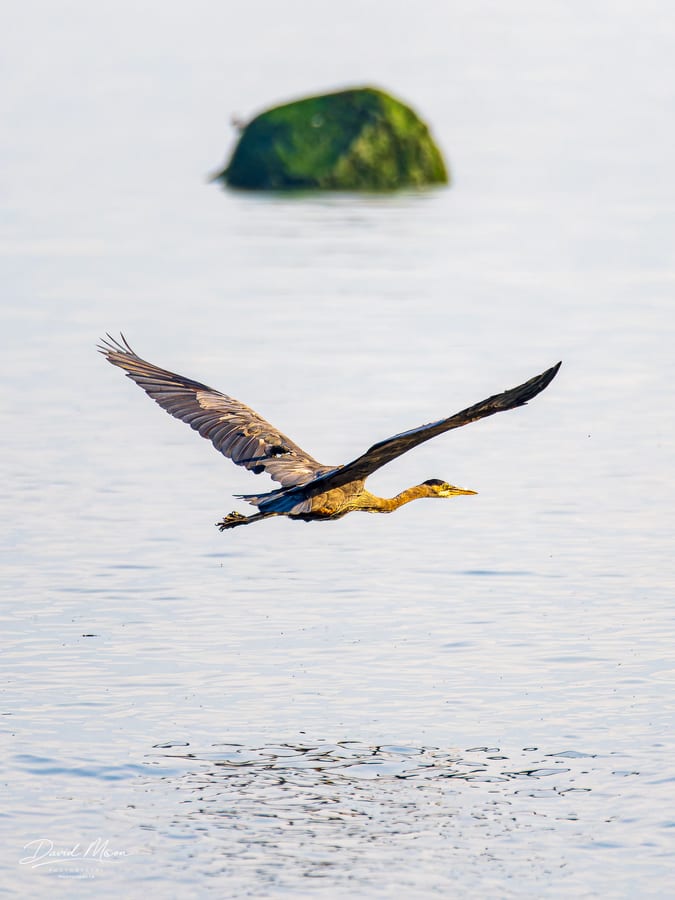 Great Blue Heron in Flight