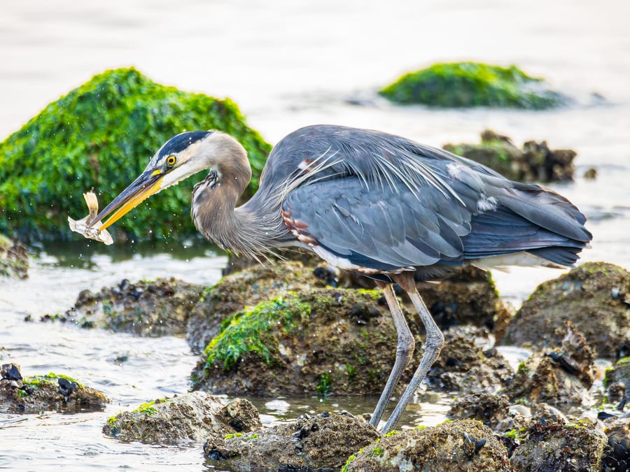 Fresh Catch