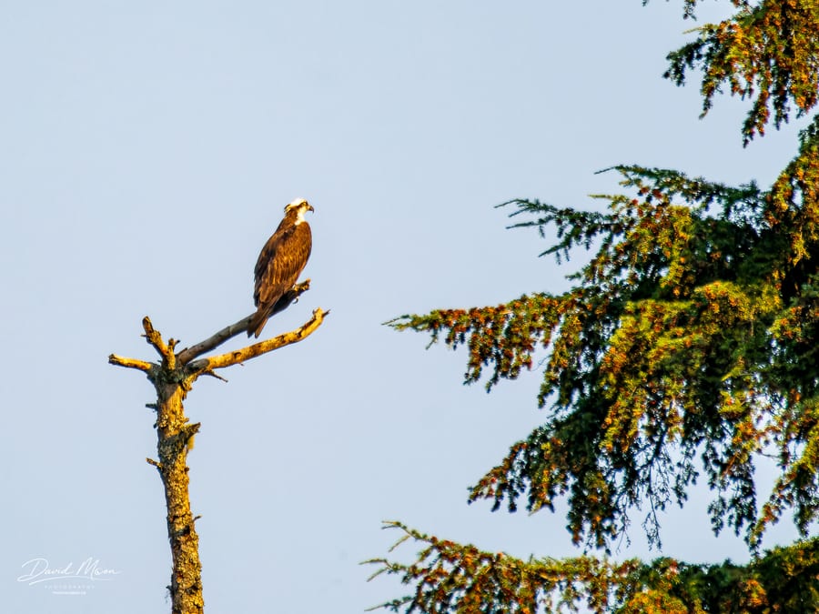 Osprey Above Whistler