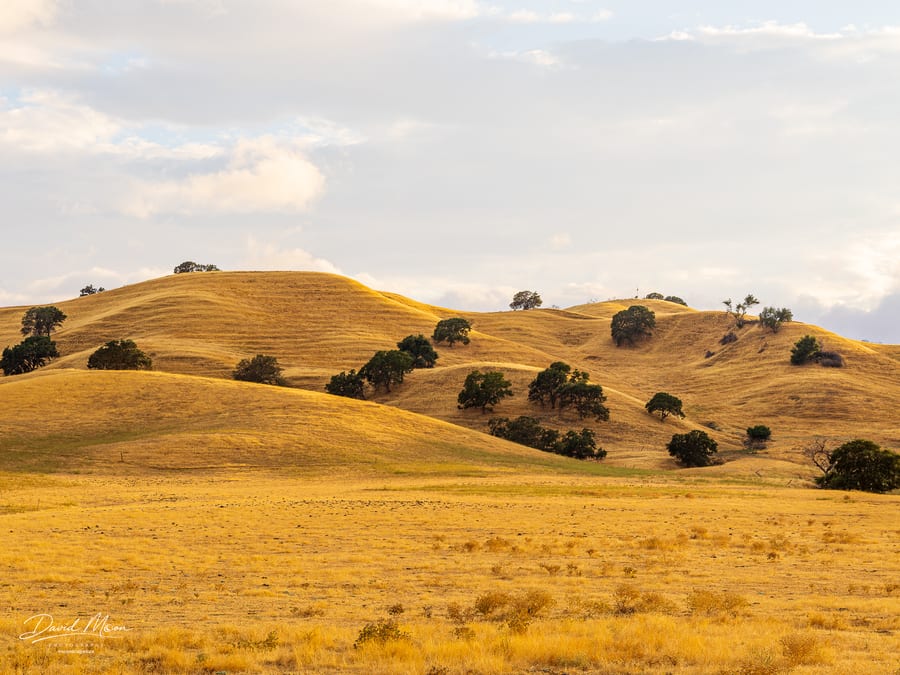 Golden Hills and Oaks