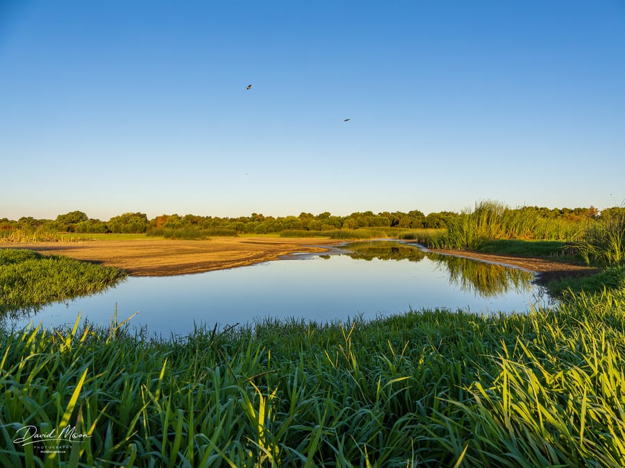 Marsh at Golden Hour