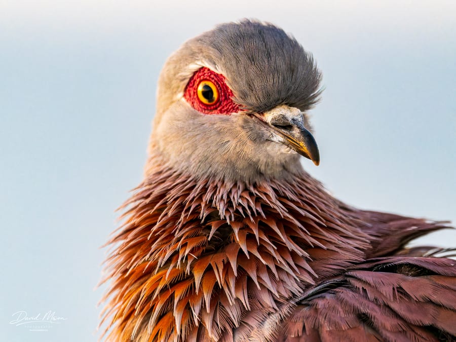 Speckled Pigeon Portrait