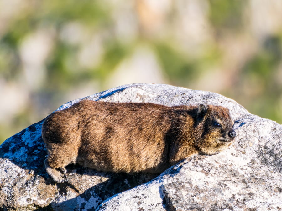 Rock Hyrax