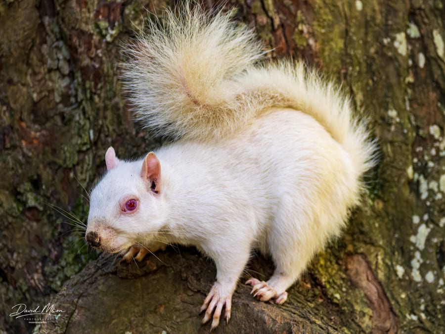 Albino Squirrel