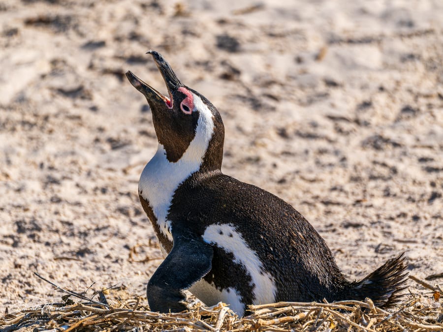 Penguin Call