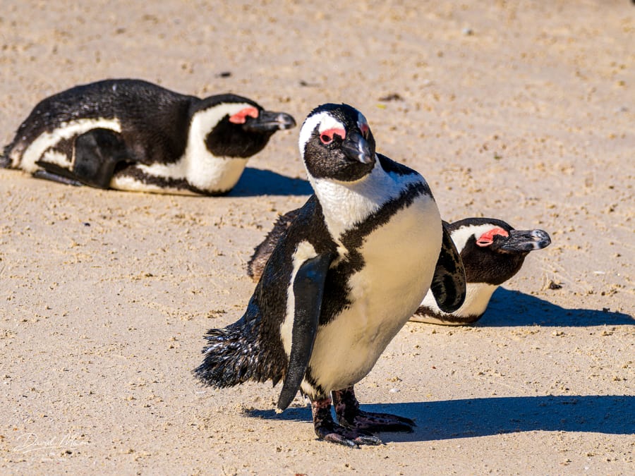 Penguins on the Beach