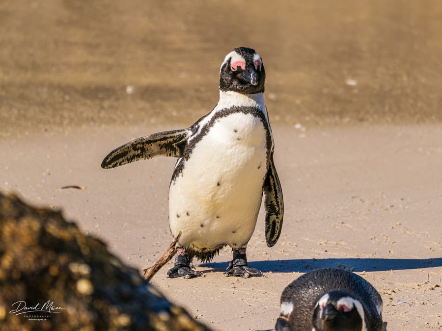 Penguin on the Shore
