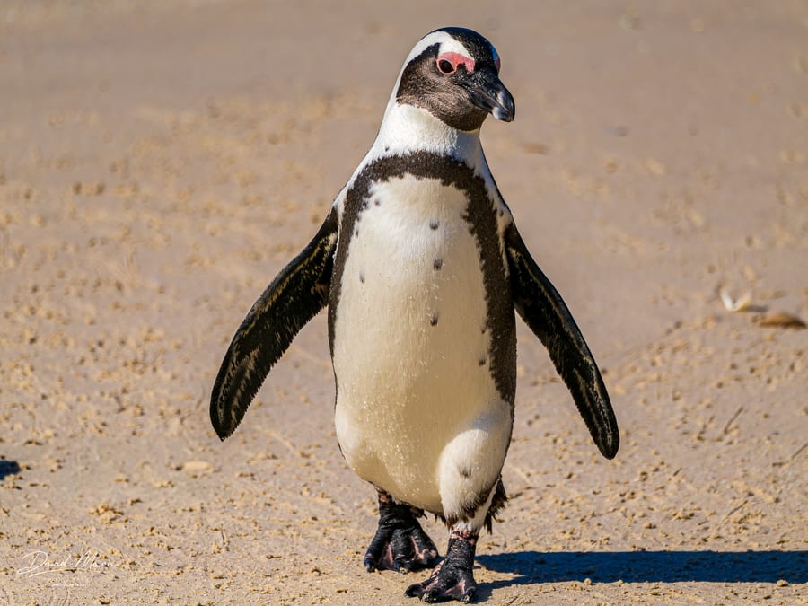 African Penguin Portrait