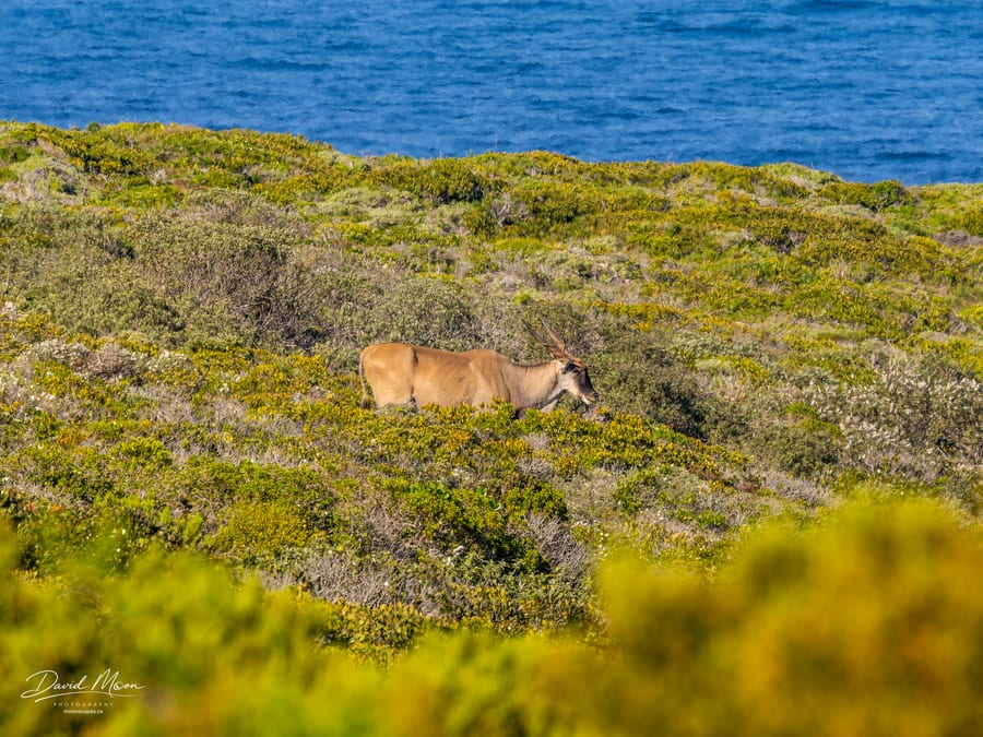 Antelope in the Fynbos