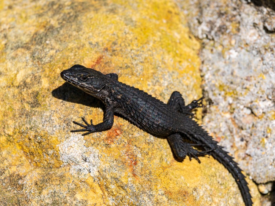 Black Girdled Lizard