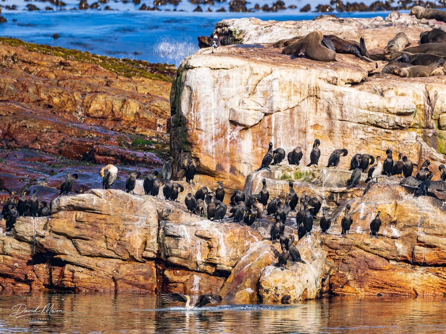 Seals and Seabirds
