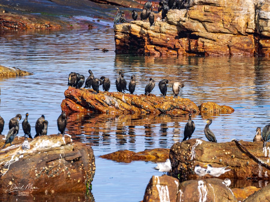 Cormorants on the Rocks