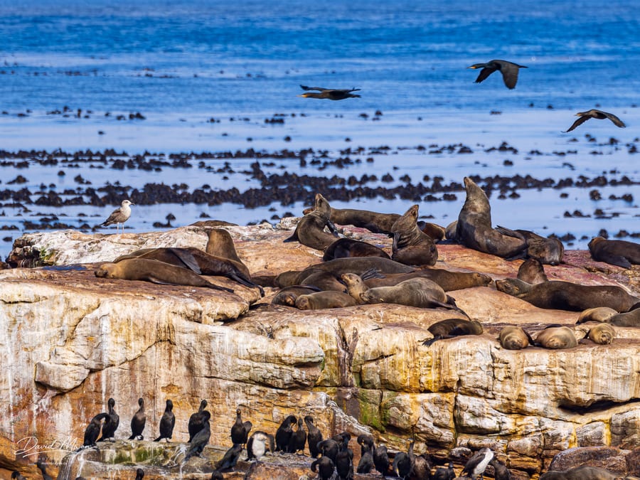Coastal Colony