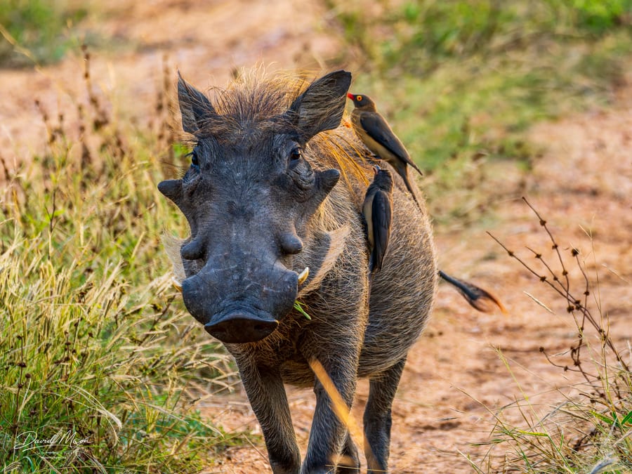 Warthog With Red-billed Oxpeckers