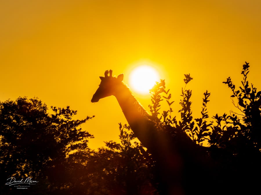 Giraffe at Sunset