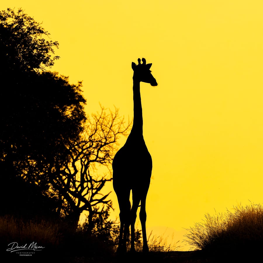Giraffe Silhouette