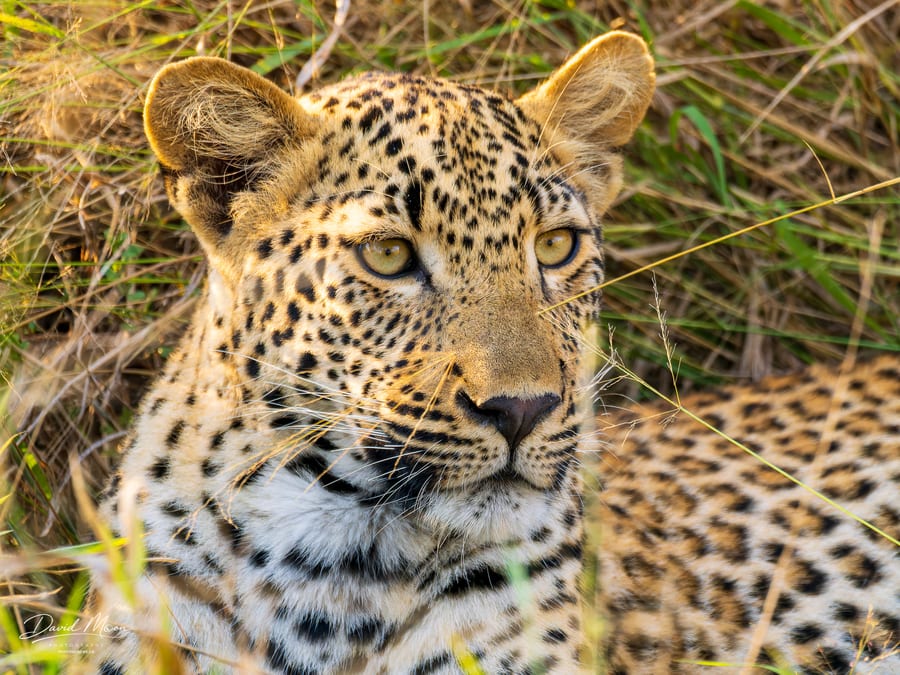 Leopard Portrait