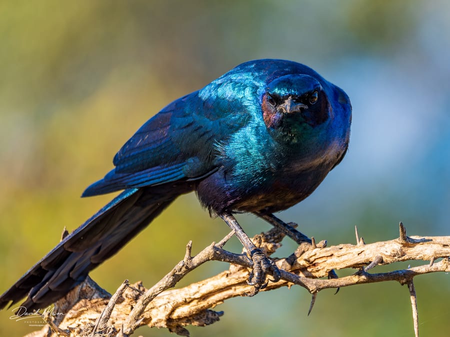 Burchell's Starling
