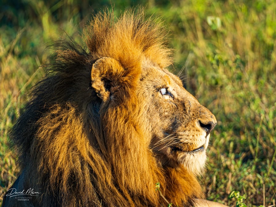 Lion in Golden Light