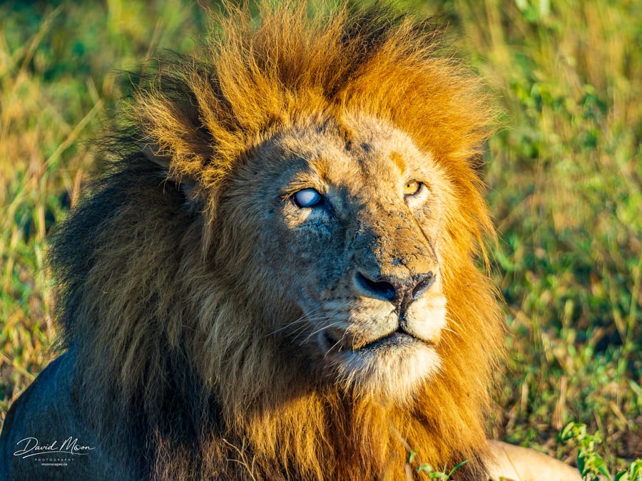 Male Lion Portrait