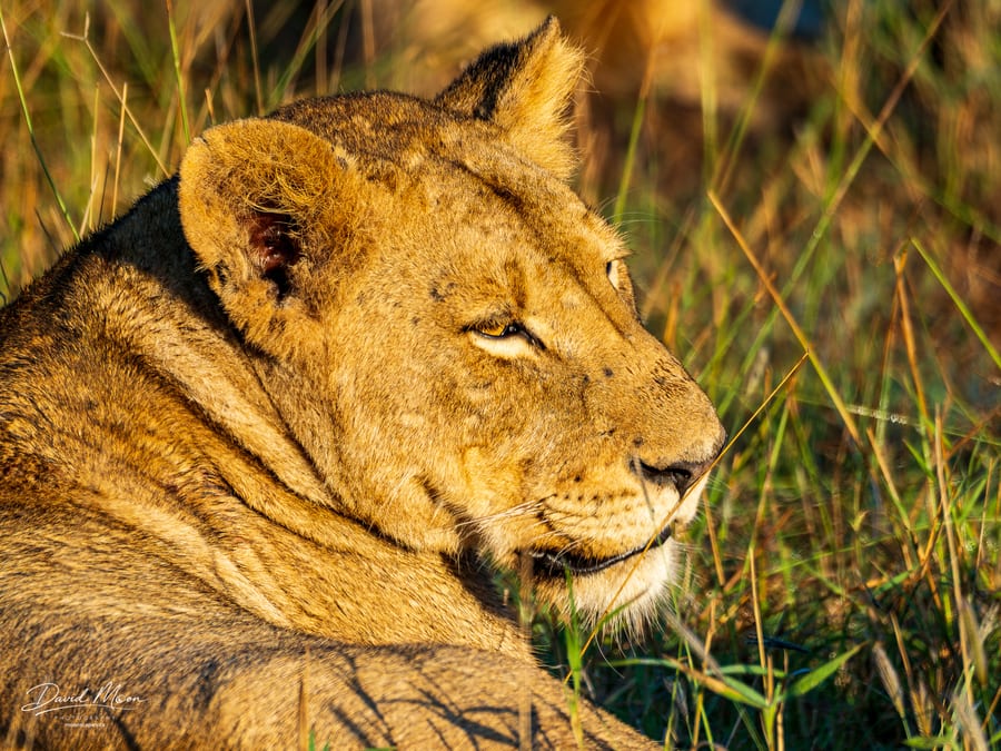Lioness in Morning Light