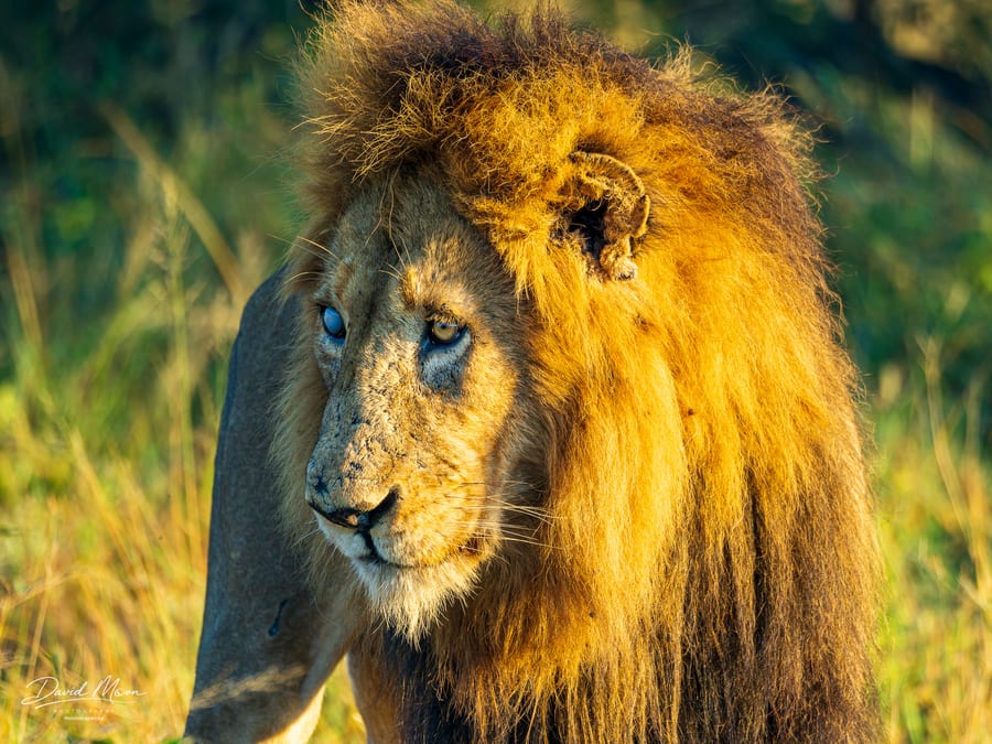 Lion in Morning Light