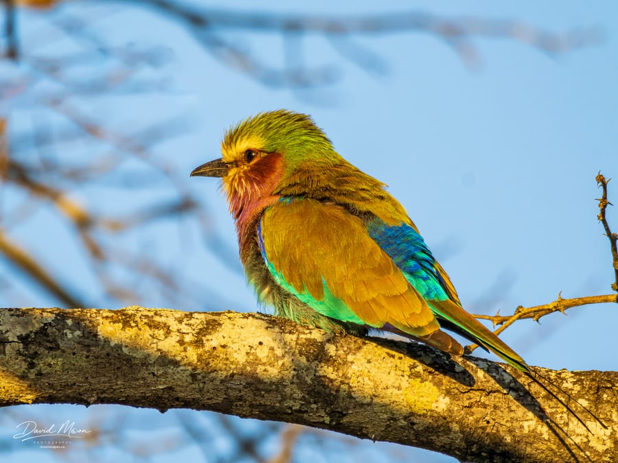 Lilac-breasted Roller