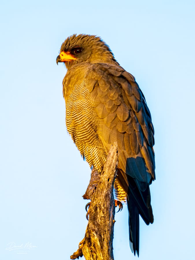 Dark Chanting Goshawk on Watch