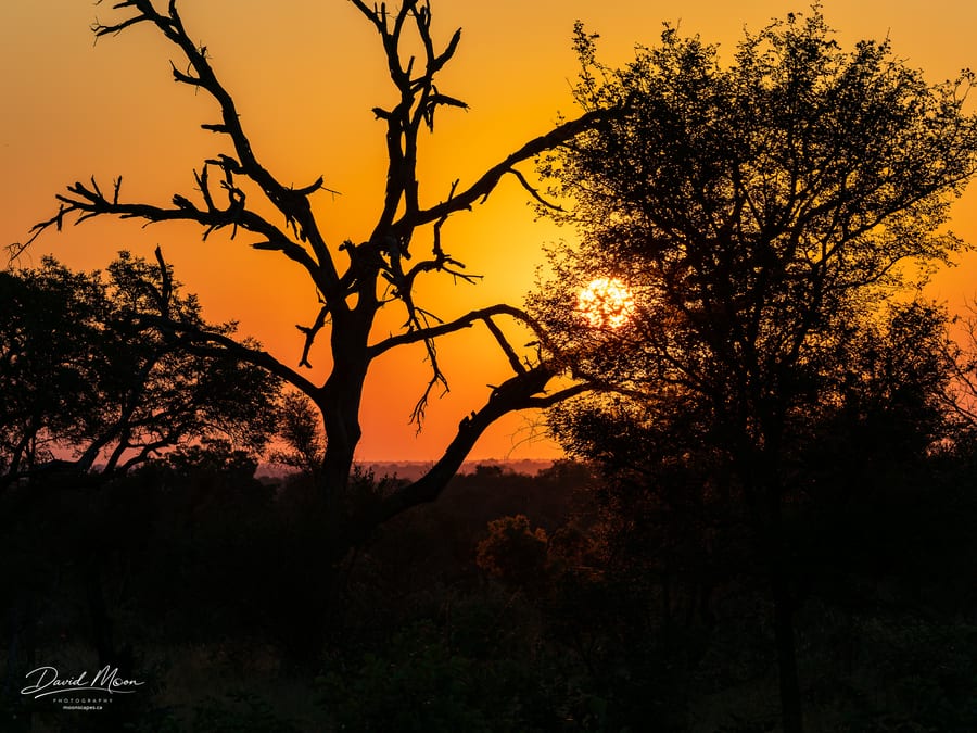 Tree at Sunset