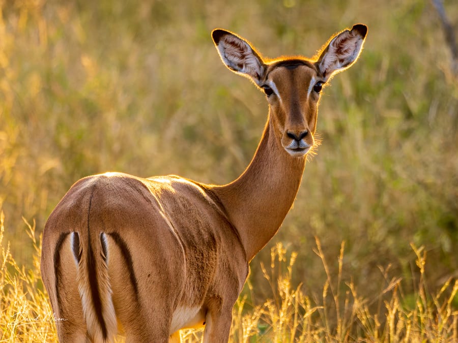 Impala Portrait