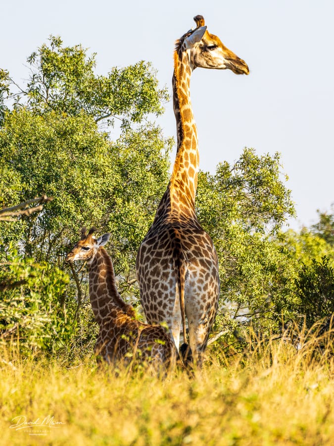 Giraffes in the Bush