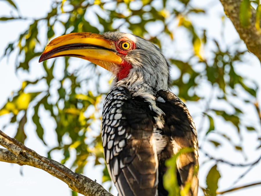 Southern Yellow-billed Hornbill