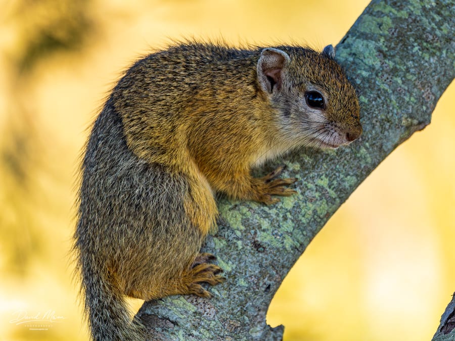 Tree Squirrel Portrait