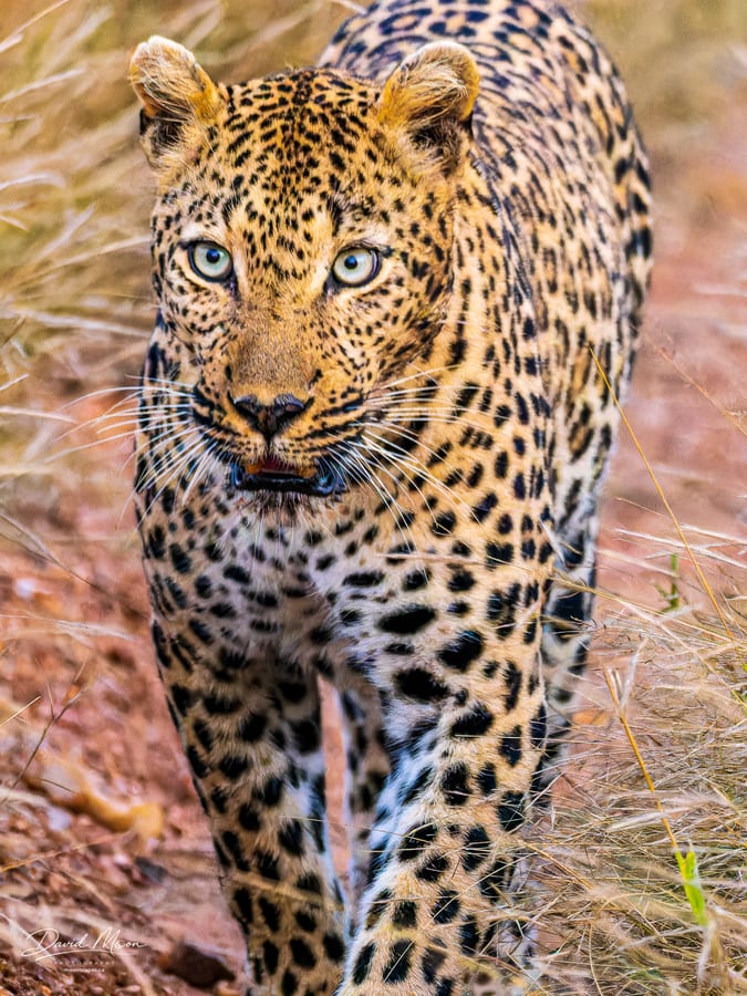 Leopard Approaching