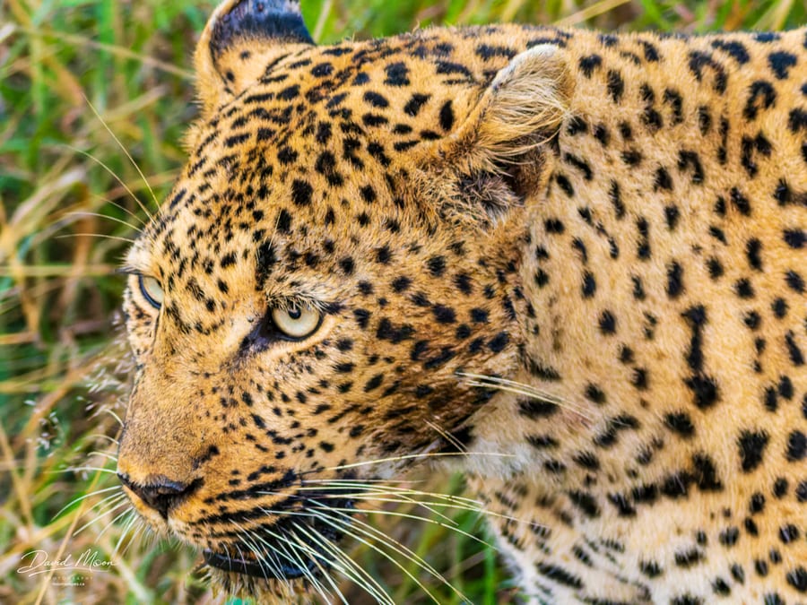 Leopard in Profile
