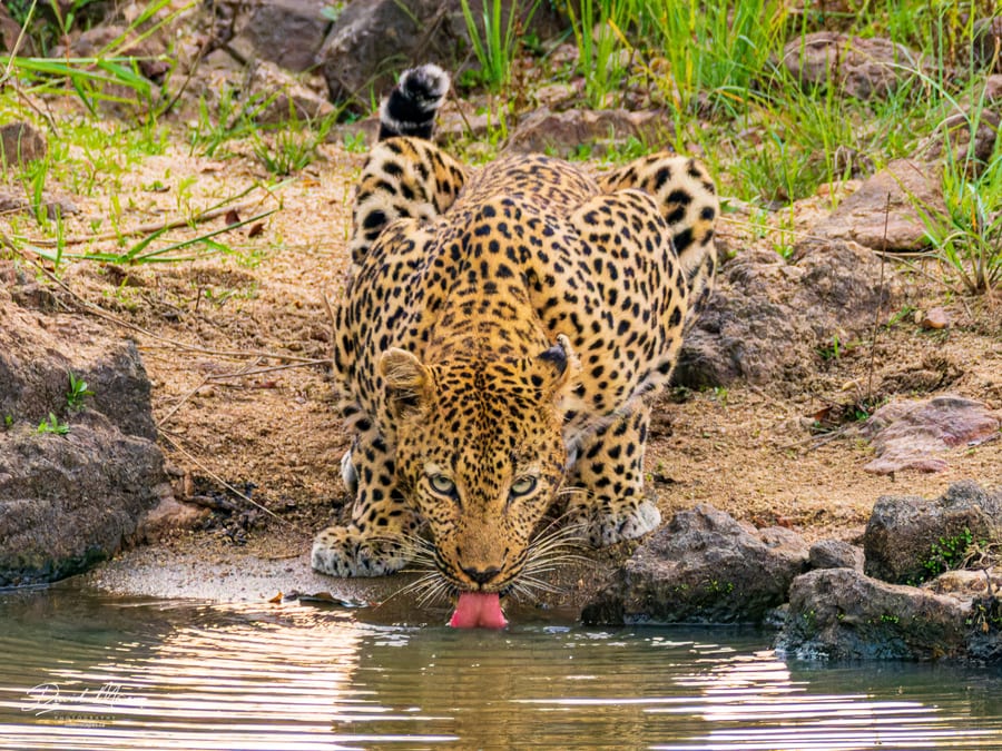 Leopard Drinking